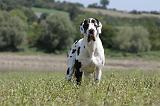 DOGUE ALLEMAND 158